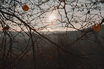 Le soleil à travers les branches