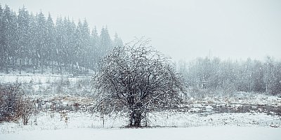 La forêt sous la neige