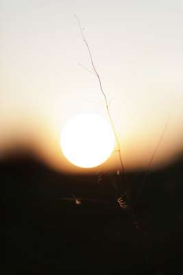 Une petite araignée au coucher du soleil