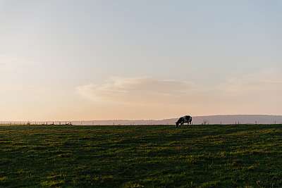 Une vache seule dans un champ au coucher du soleil en région Wallone