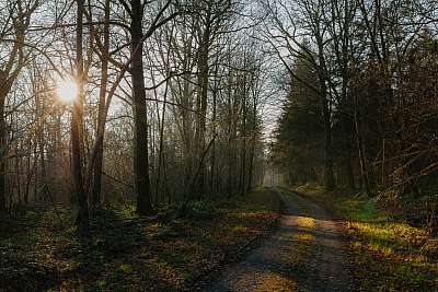 Forêt belge par une froide journée d'hiver