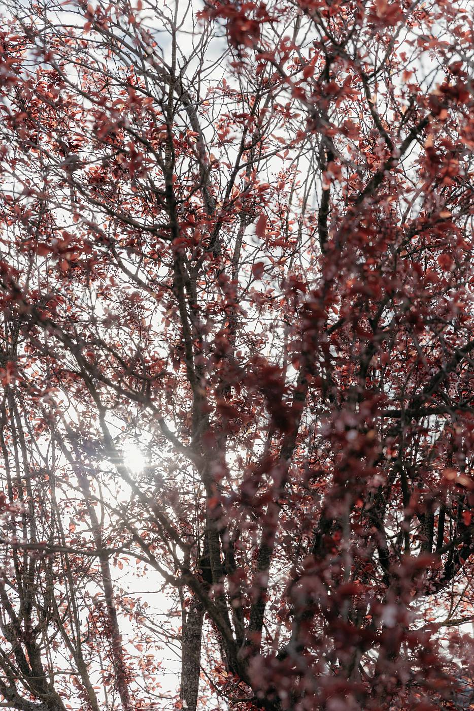 Le soleil à travers les arbres en fleur au printemps