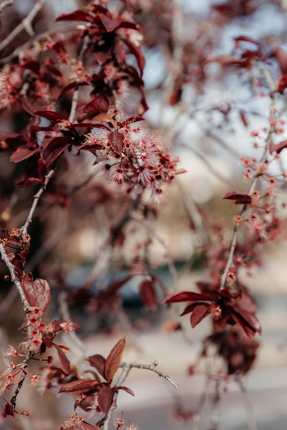 Les bourgeons signales l'arrivée du printemps