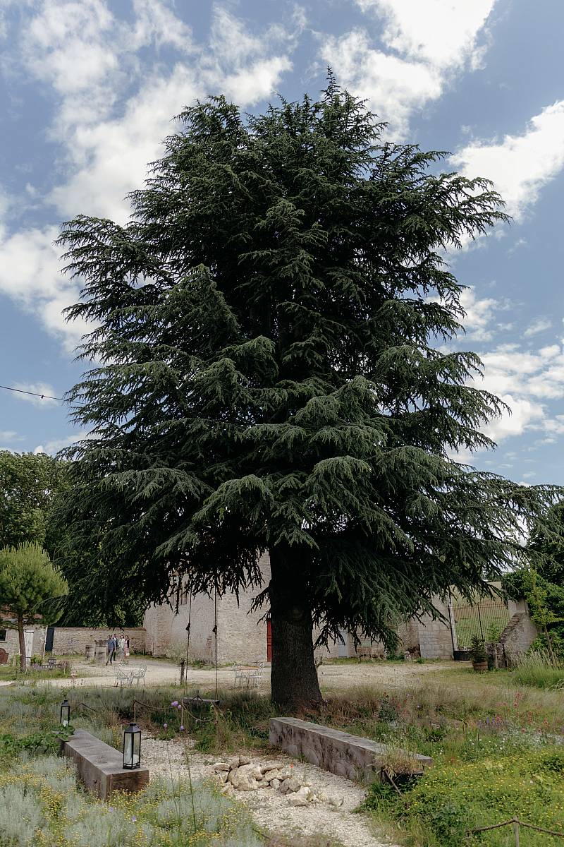 Un arbre majestueux à la ferme du prieuré de Rennemoulin.