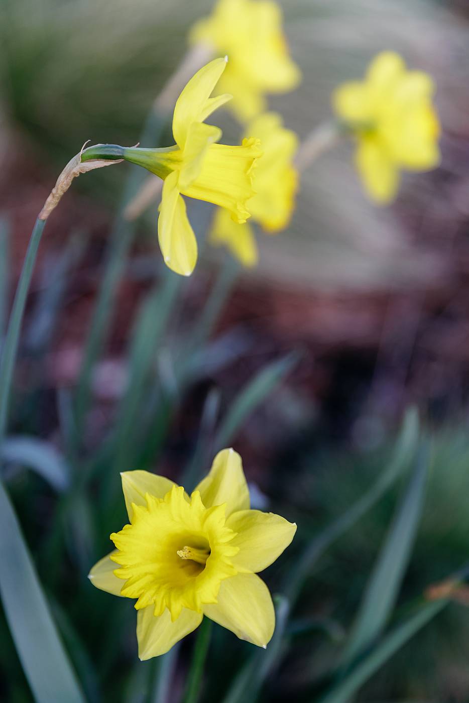 Quelques jolies fleurs devant la mairie du 19e arrondissement