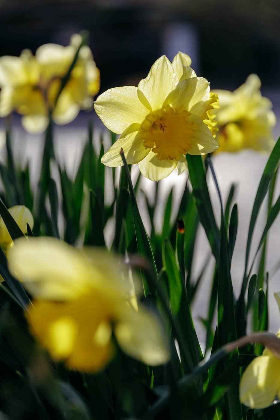 Les premières jonquille de février