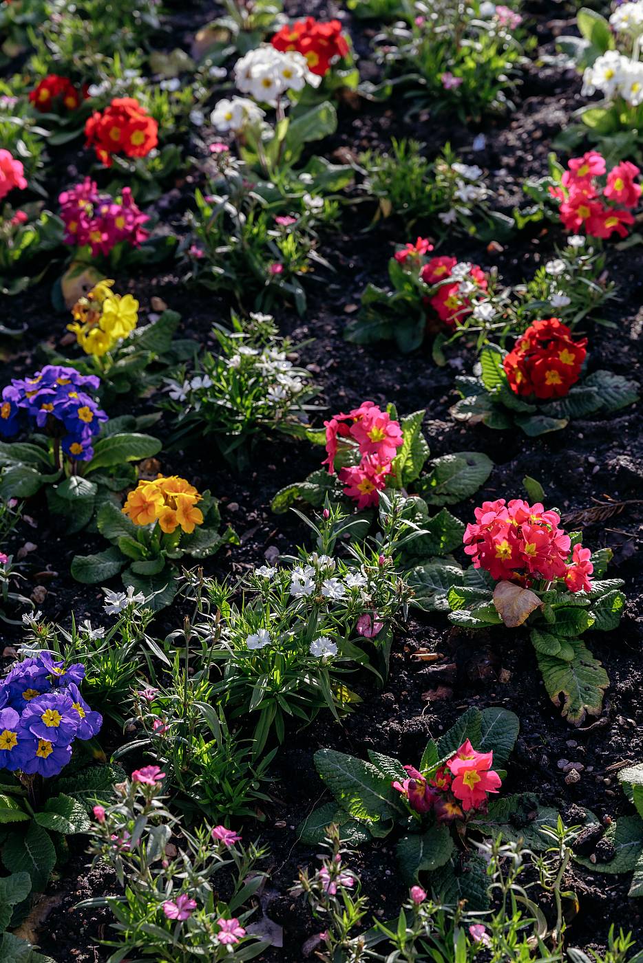 Parterre de fleurs devant la mairie du 19ème arrondissement